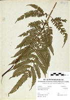 藏品(有刺鳳尾蕨)的圖片
